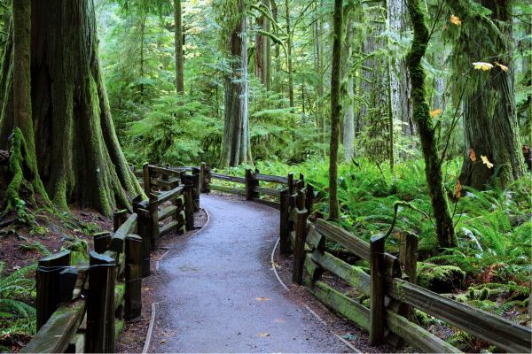 Walking Path Through Cathedral Grove BC